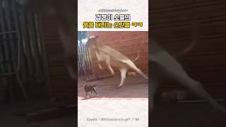 겁쟁이 소들의 웃음 터지는 순간들 ㅋㅋ
