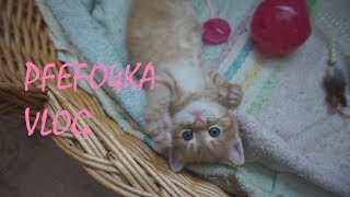 VLOG // КОТЕНОК // ГОТОВИМСЯ К ПАСХЕ // ПОКУПКИ VLOG // КОТЕНОК // ГОТОВИМСЯ К ПАСХЕ // ПОКУПКИ