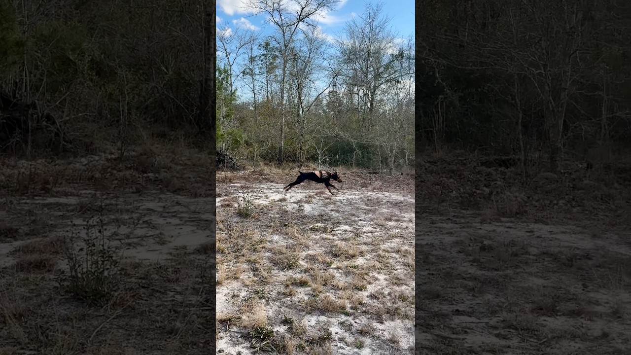 Watch This Doberman Locate Human Remains at @BayCountySheriffsOffice 2026 SAR Seminar