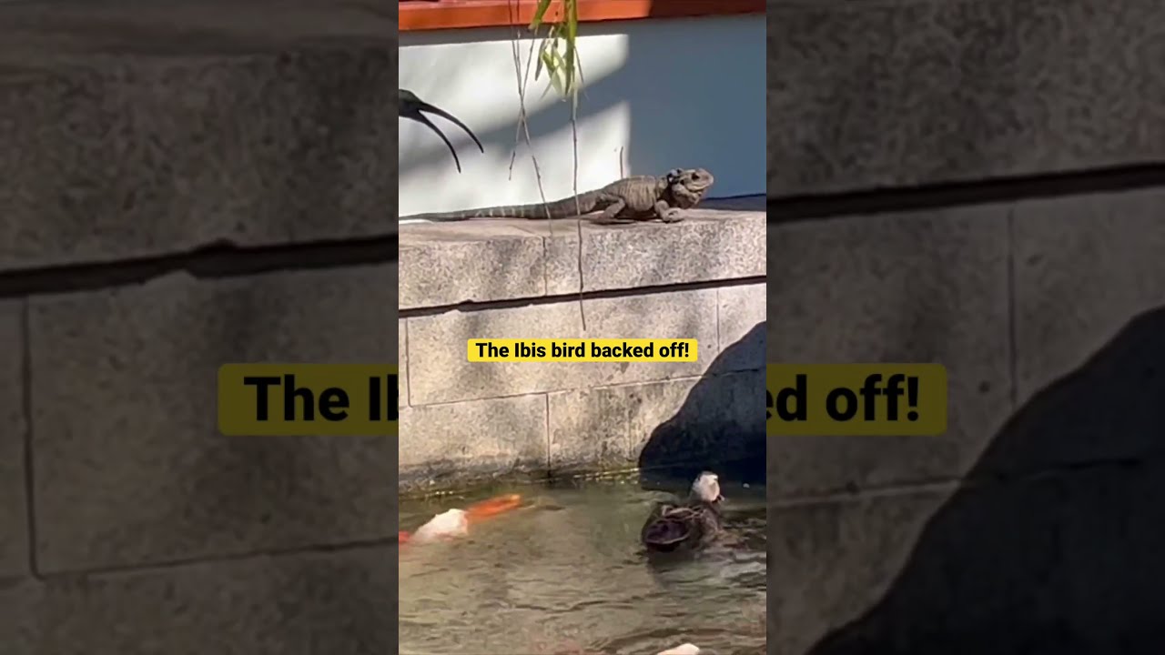 Lizard Reacts To Ibis Bird Pecking It Shorts