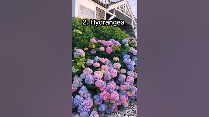 Top 10 Most Beautiful Flowers In The World || Top Tens