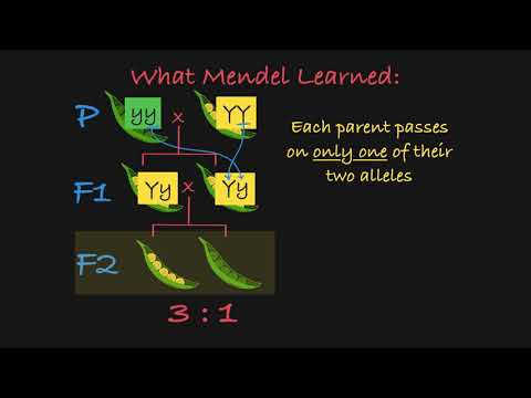 Video: Co Mendel pozoroval u f2 potomků?