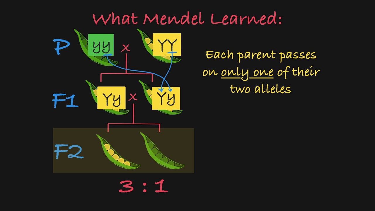 Mendel's P, F1, F2 Generations Explained -