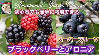 ブラックベリー Youtube
