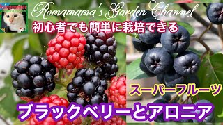 ブラックベリー5キロ＊ mqdefault.jpg