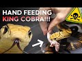 HAND FEEDING KING COBRA! NEW PET