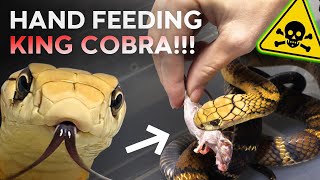 HAND FEEDING KING COBRA! NEW PET