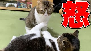 パパ猫と息子猫のガチ喧嘩発生！！！