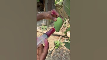 Mango Fruits Growing #shorts