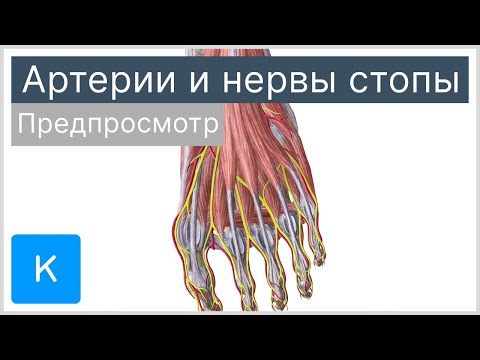 Артерии и вены стопы (предпросмотр) - Анатомия человека | Kenhub