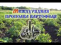 Трактор Т-25 междурядье картофеля ежами (2020)