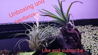 120cm Amazonas Biotop Light Aquarium - Unboxing + Emerse Bepflanzung Tillandsien aufkleben 🌺