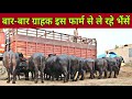 Murrah Buffalo and Indian Breed Cow supplier in Hisar,Haryana. Supply all over India