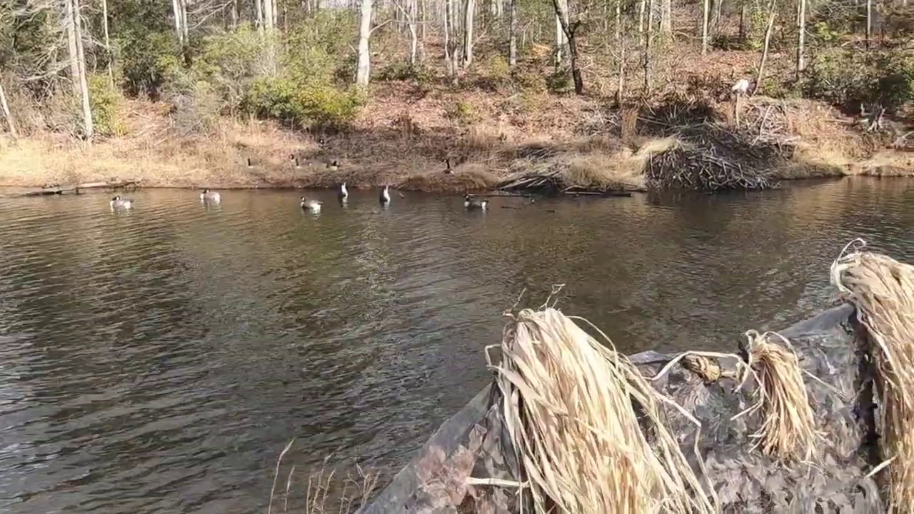 Duck Hunting Virginia Pond Hunt Kayak Duck Hunt On Susquehanna Duck Hunting Virginia Pond Hunt Kayak Duck Hunt On Susquehanna