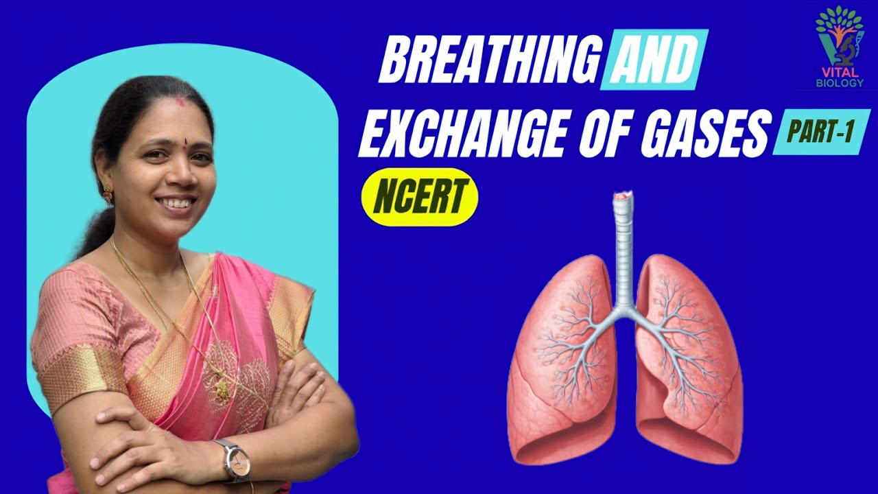 BREATHING AND EXCHANGE OF GASES:[ P-1] NCERT| Class 11 Biology | NEET Preparation