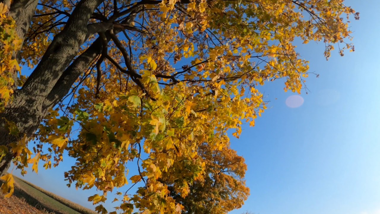 Golden Polish Autumn