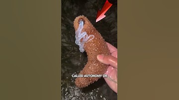 The SHOCKING way sea cucumbers escape predators...🤯💥