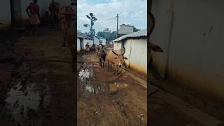 Cow Shorts Garu Garu