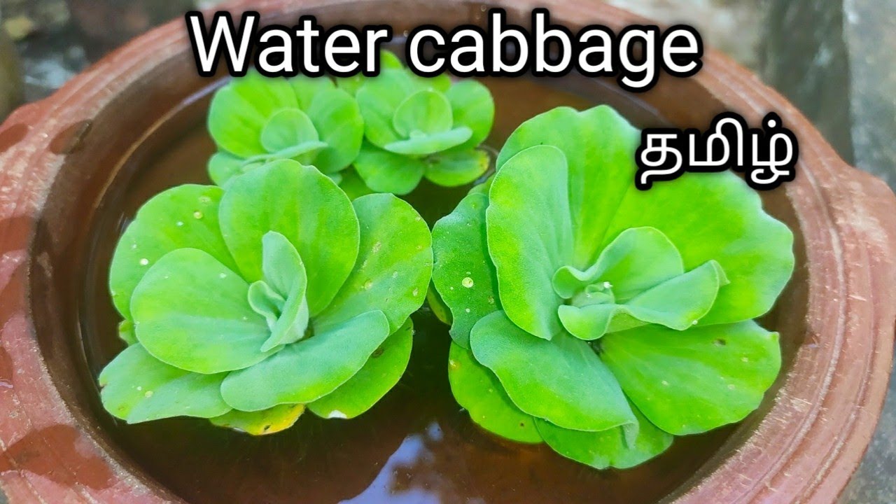 Water Cabbage Water Lettuce Postia YouTube