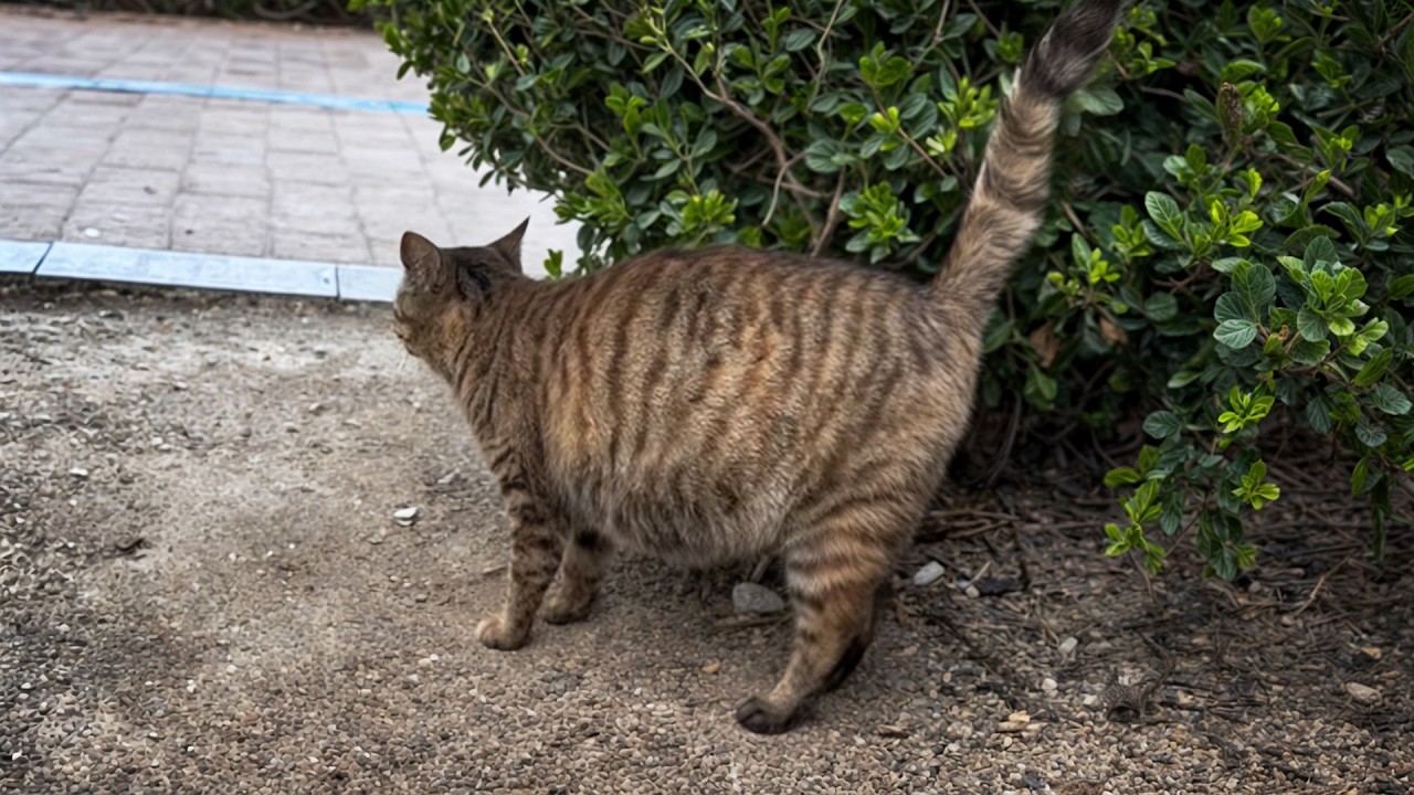 Беременная бродячая кошка мечтает о доме, старается угодить прохожим, но никто не откликается.