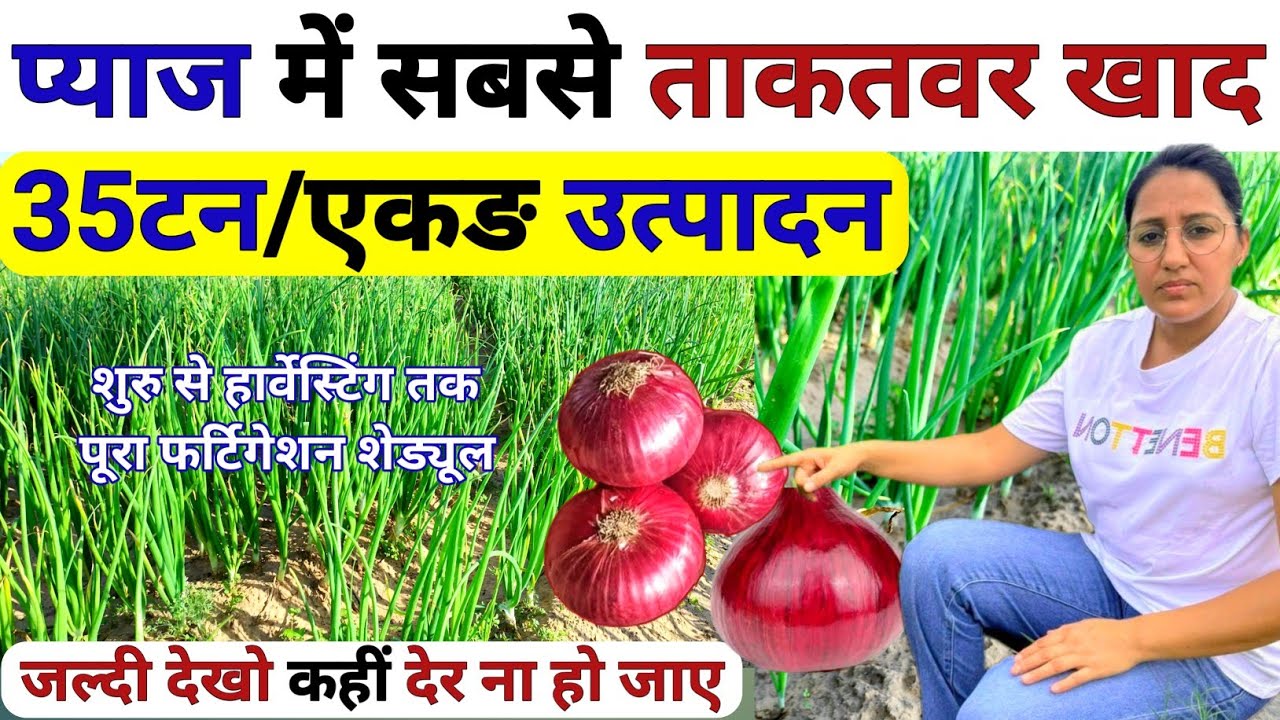 प्याज की साइज बढ़ाने वाला 🧅 सबसे ताकतवर फर्टिलाइजर 😲| Pyaj me fertigation schedule | Pyaj ki kheti