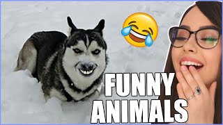 Funniest Animals - Best Of The 2022 Funny Animal Videos 😁 REACTION !!!