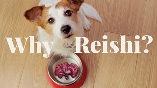 Why Reishi for Pets? Veterinarian Rob Silver Explains