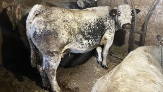 La Transumanza PierAldo non sa cosa sia vive tutto l’anno a 1800 m Castelmagno Valle Grana