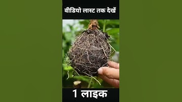 🌿Ready to grow your own guava tree at home? Great idea on how to propagating guava tree! # shorts