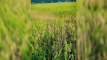 Mường tấc mùa lúa chín