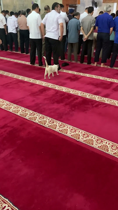 Mpuss mqu ikut sholat. #kucing kucing sholat