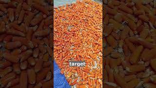 jagung pakan ayam subsidi pemerintah