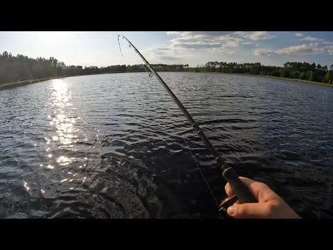 Tu są SANDACZE?! | Spinning na Torfowisku