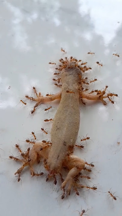 when time has ended, gecko vs red ant version