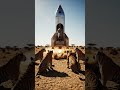 4 Tigers Watching a Flying Rocket with a Trapped Rhinoceros 🚀🐅