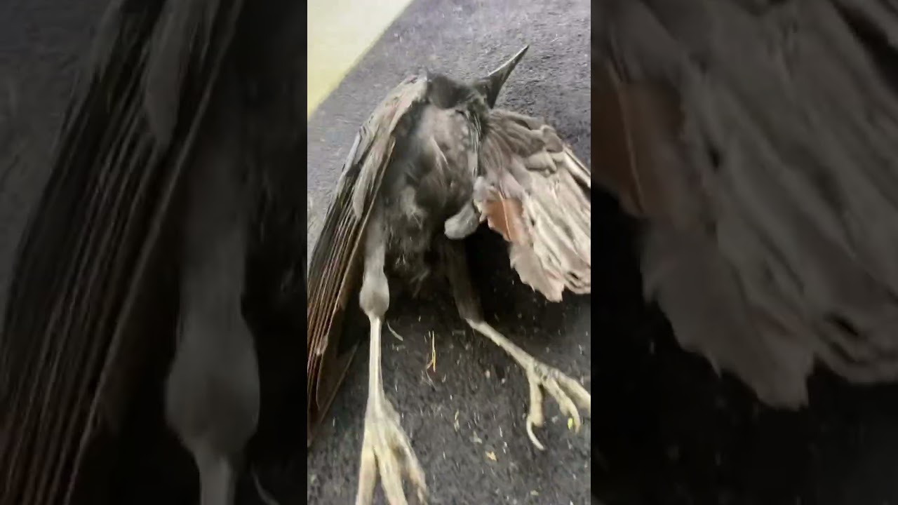 Shooting crows in a field 
