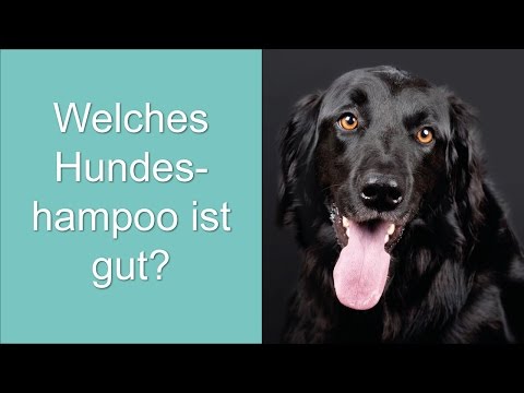 Video: Har Du Brug For En Medicinsk Hundeshampoo?