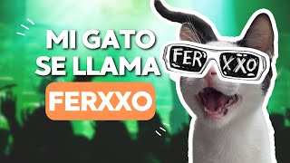 La historia de adopción de Plutón Fernando, el Ferxxo | Vivir con Gatos Podcast, Ep. 18