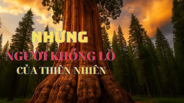 Top 10 Cây Cổ Thụ Khổng Lồ Lớn Nhất Thế Giới