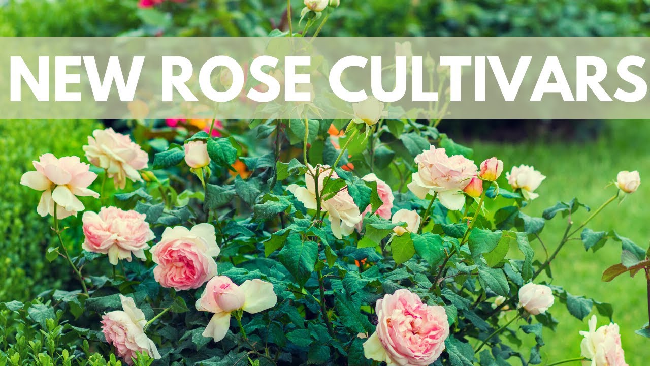 How Are Rose Varieties Developed? YouTube
