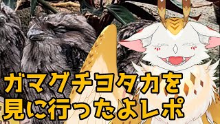 【レポ雑談】オーストラリアガマグチヨタカを見てきたよ！！【水酉カヤ/ミミズクドラゴンVtuber】