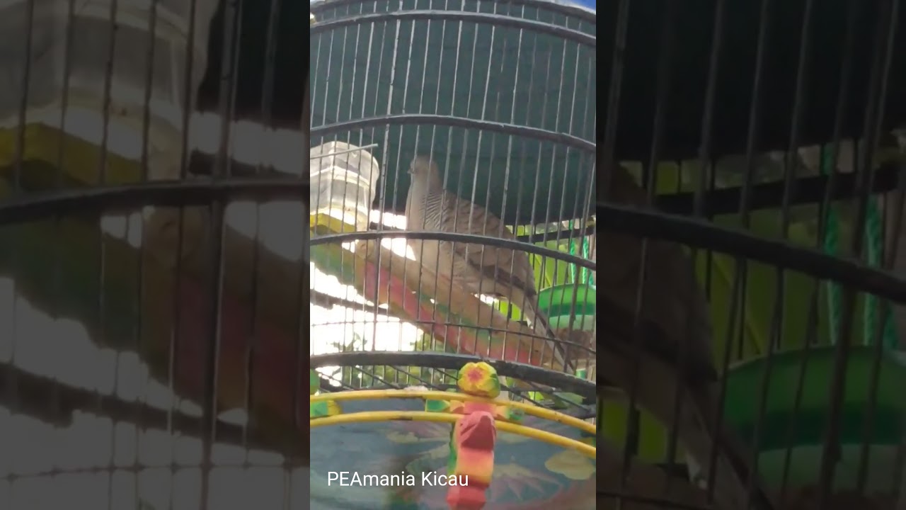 burung perkutut dengan suara mewah 