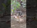 Squirrel Outwits Entire Military-Grade Anti-Rodent System