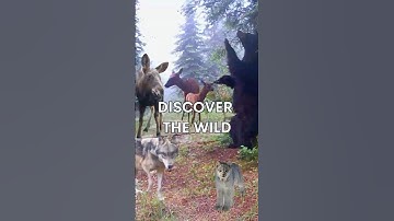 What Happens When You Leave a Trail Camera in the Forest for a Year