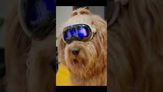 Dog, Apple Vision and the Dead Battery #apple  #visionpro #pets #funny  #funnyshorts  #shorts  #meme