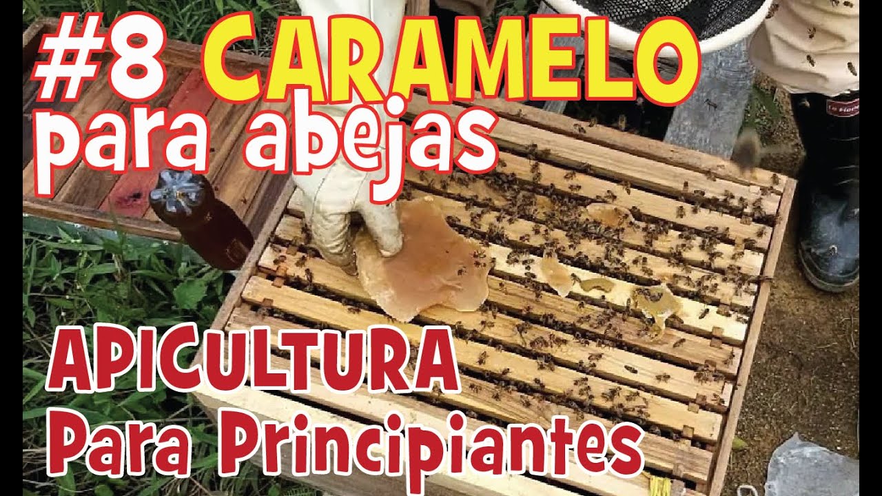 🐝 🐝 Caramelo de azúcar para alimentación de abejas