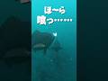 【水中の真実】魚がハリに掛かる瞬間 #がまかつ #fishing
