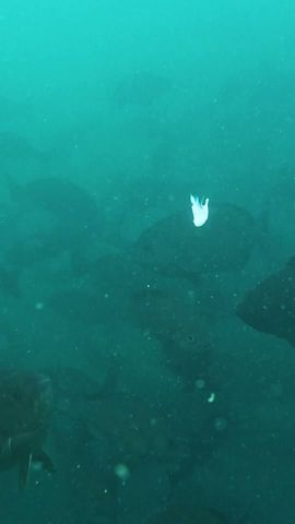 【水中の眞實】魚がハリに掛かる瞬間 #がまかつ  #fishing
