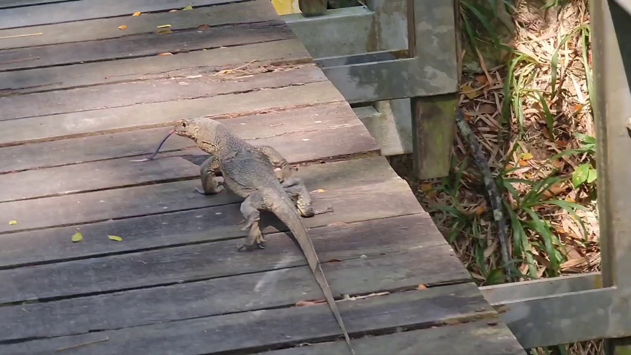 Poor frog monitor lizard eat...
