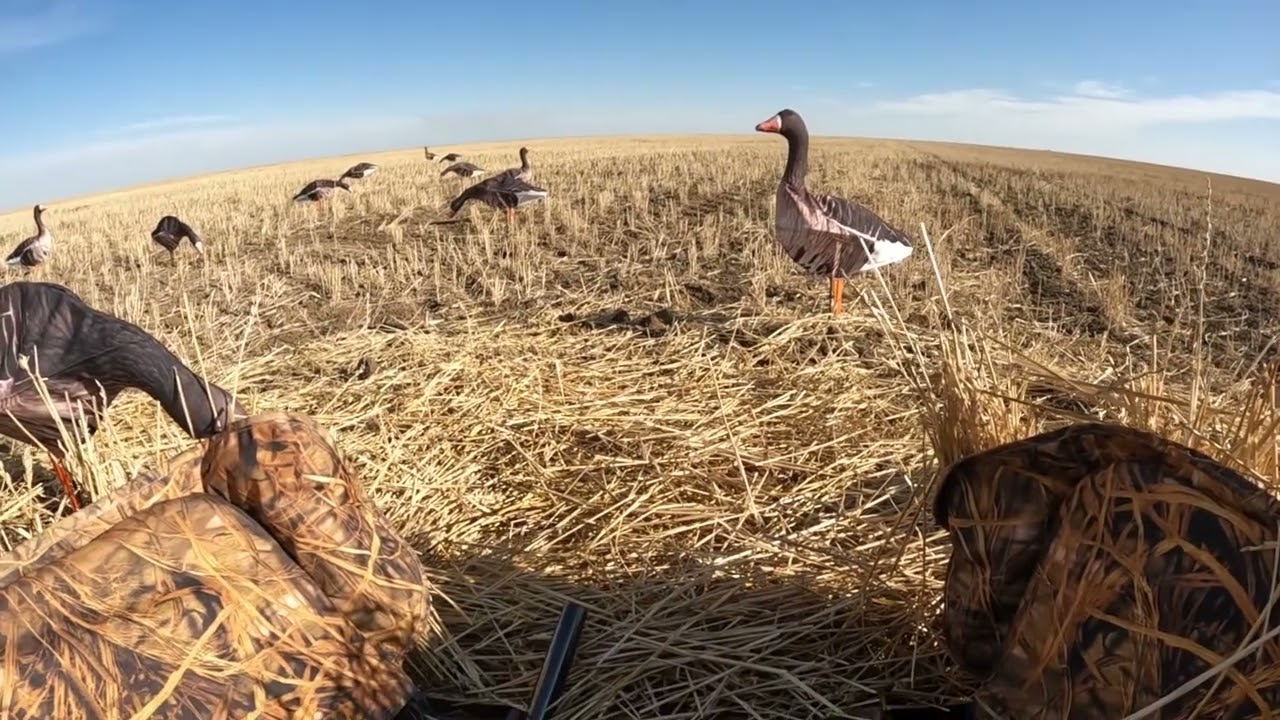 Охота в ясную погоду на гуся. 2025 год.